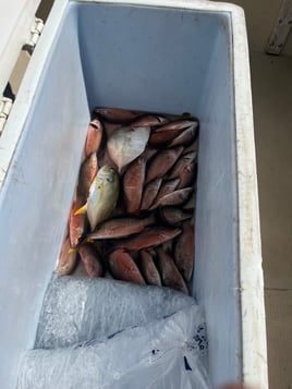 Classic half day Offshore Trip