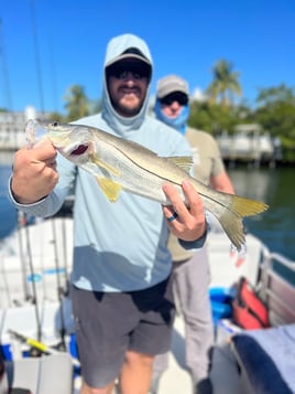 Snook Fishing in Sarasota, Florida