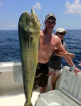 Mahi Mahi Fishing in North Miami Beach, Florida