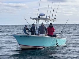 Full Day Light tackle Bluefin