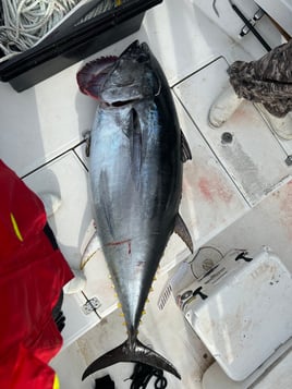 Bluefin Tuna Fishing in Marshfield, Massachusetts