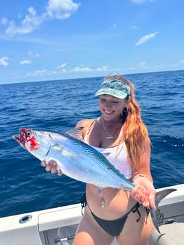 False Albacore Fishing in Holmes Beach, Florida