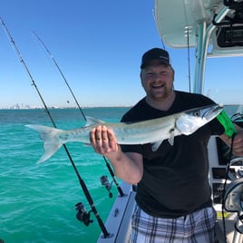 Barracuda Fishing in Coral Gables, Florida