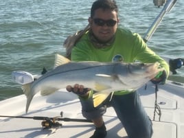 Snook Fishing in Layton, Florida