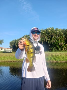 Peacock Bass Fishing in Delray Beach, Florida