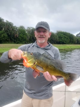 Peacock Bass Fishing in Delray Beach, Florida