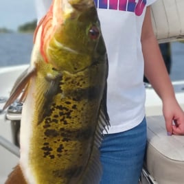 Peacock Bass Fishing in Delray Beach, Florida