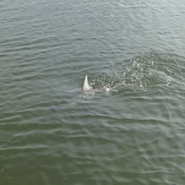 Shark inshore fishing