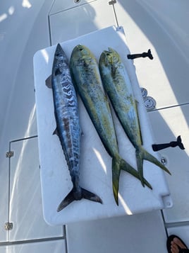 4 hours chasing mahi tuna wahoo kings and sailfish