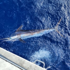 Blue Marlin Fishing in Key West, Florida