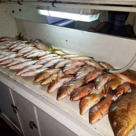 Mangrove Snapper, Yellowtail Snapper Fishing in Fort Lauderdale, Florida