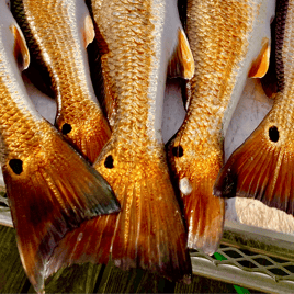 Redfish Fishing in South Padre Island, Texas