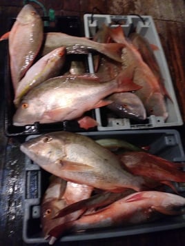 Mutton Snapper Fishing in Key West, Florida