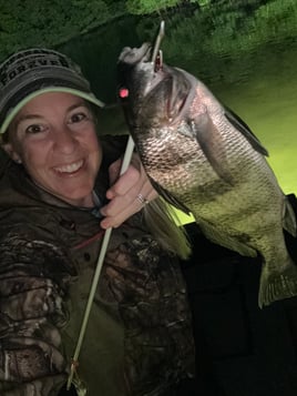 Black Drum Fishing in Tampa, Florida