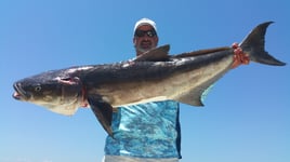 Cobia Fishing in Pensacola, Florida