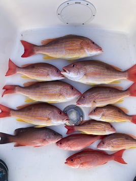 Lane Snapper, Red Snapper Fishing in St. Augustine, Florida