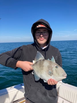 Triggerfish Fishing in St. Augustine, Florida