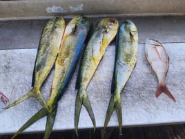 Mahi Mahi Fishing in St. Augustine, Florida