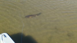 Redfish Fishing in Belhaven, North Carolina