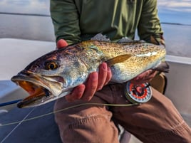 Speckled Trout Fishing in Belhaven, North Carolina