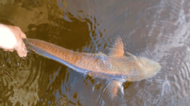 Redfish Fishing in Belhaven, North Carolina