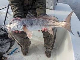 Sight Fishing for NC Redfish