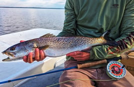 Sight Fishing for NC Redfish