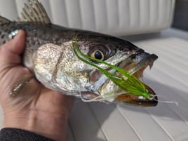 Speckled Trout Fishing in Belhaven, North Carolina