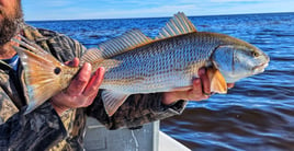 Redfish Fishing in Belhaven, North Carolina