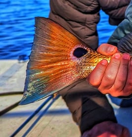 Sight Fishing for NC Redfish