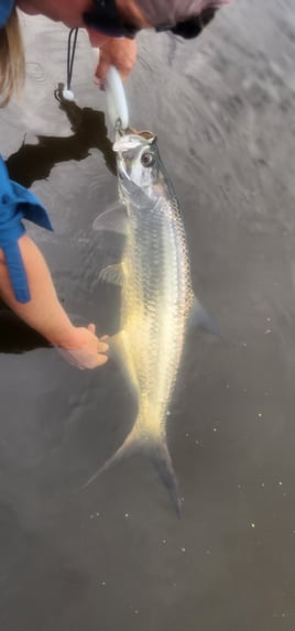 Tarpon Fishing in Vero Beach, Florida