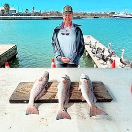 Redfish Fishing in Aransas Pass, Texas