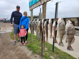 Black Drum, Redfish Fishing in Aransas Pass, Texas