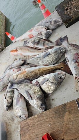 Black Drum, Redfish Fishing in Aransas Pass, Texas