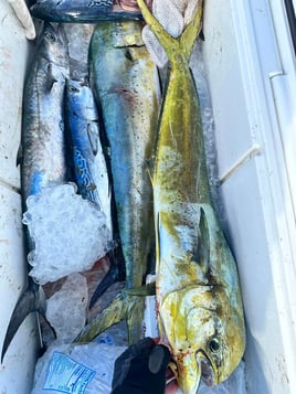 Barracuda, False Albacore, Mahi Mahi Fishing in Fort Lauderdale, Florida