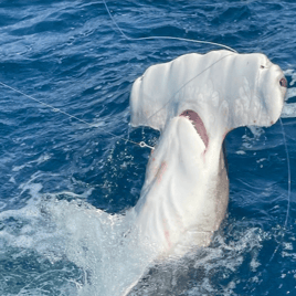 Catch Sharks of Fort Lauderdale