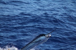 Key West Deep Sea Fishing Charter (Private)