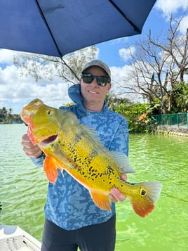 Peacock Bass Fishing in Miami, Florida