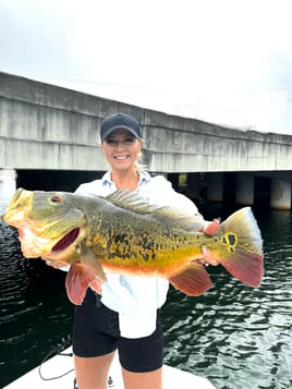 Peacock Bass Fishing in Miami, Florida