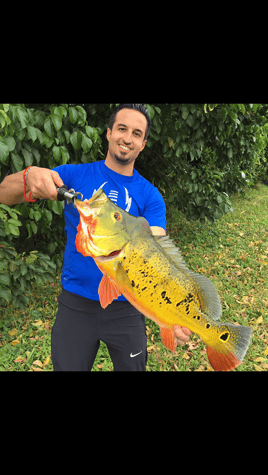 Peacock Bass Fishing in Miami, Florida