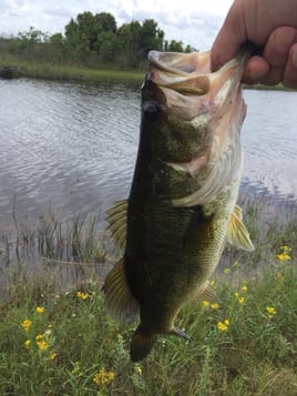 Largemouth Bass Fishing in Weston, Florida