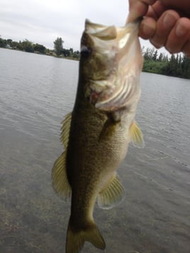 Largemouth Bass Fishing in Weston, Florida