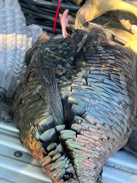 Osceola Turkey Hunts