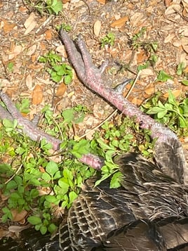 Osceola Turkey Hunts