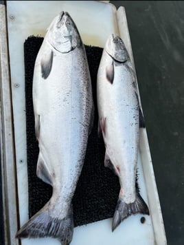 Chinook Salmon Fishing in Gold Beach, Oregon