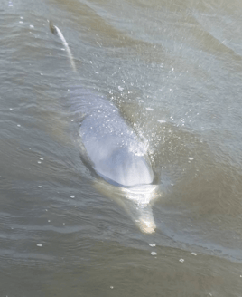 2 hour trip-shrimping/dolphin tour