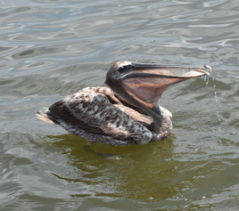 2 hour trip-shrimping/dolphin tour