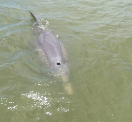 2 hour trip-shrimping/dolphin tour