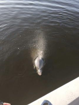 2 hour trip-shrimping/dolphin tour