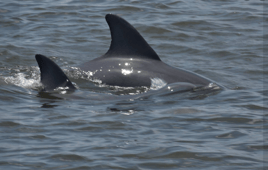 2 hour trip-shrimping/dolphin tour